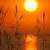 stanwalro_kalinatoto